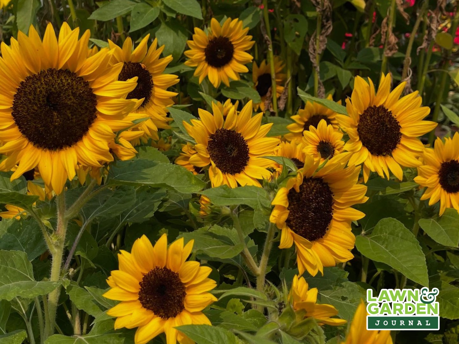 Sunflowers at St. Mary's Nursery and Garden Centre