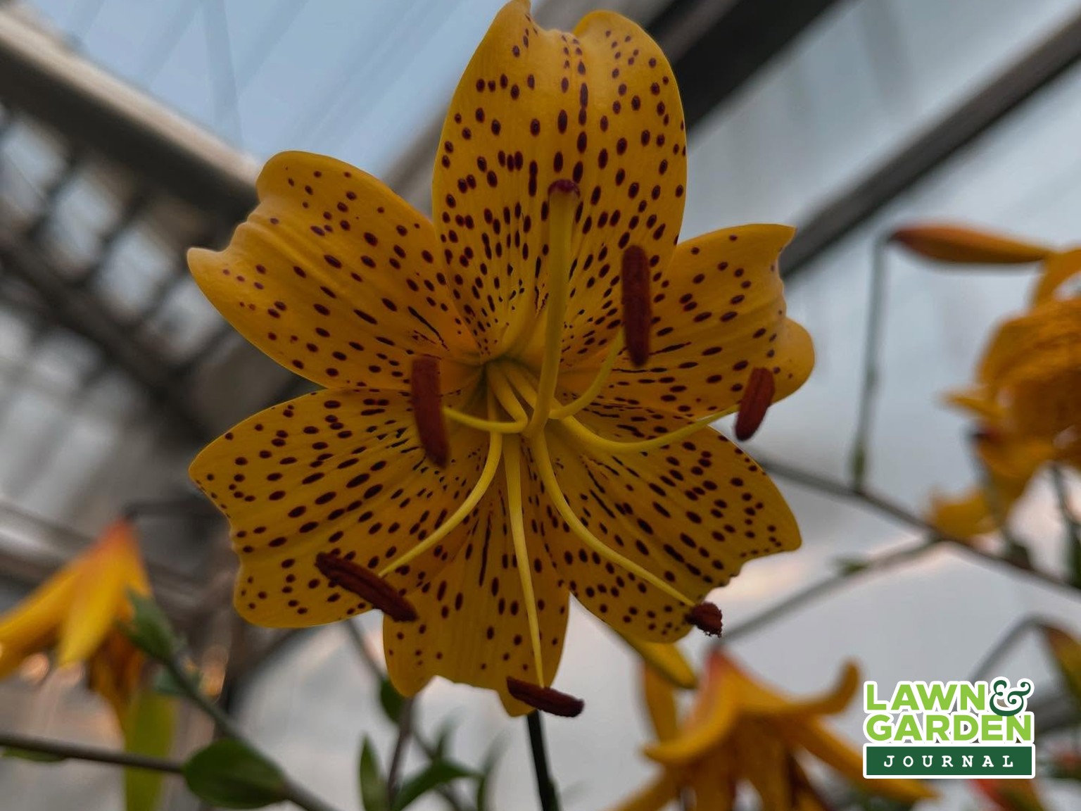 Flower from St. Mary's Nursery and Garden Centre