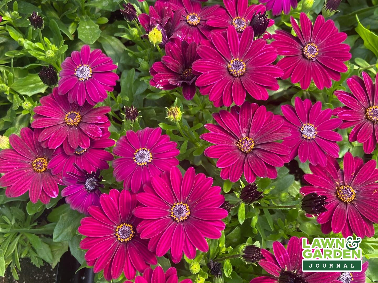 Flowers from St. Mary's Nursery and Garden Centre