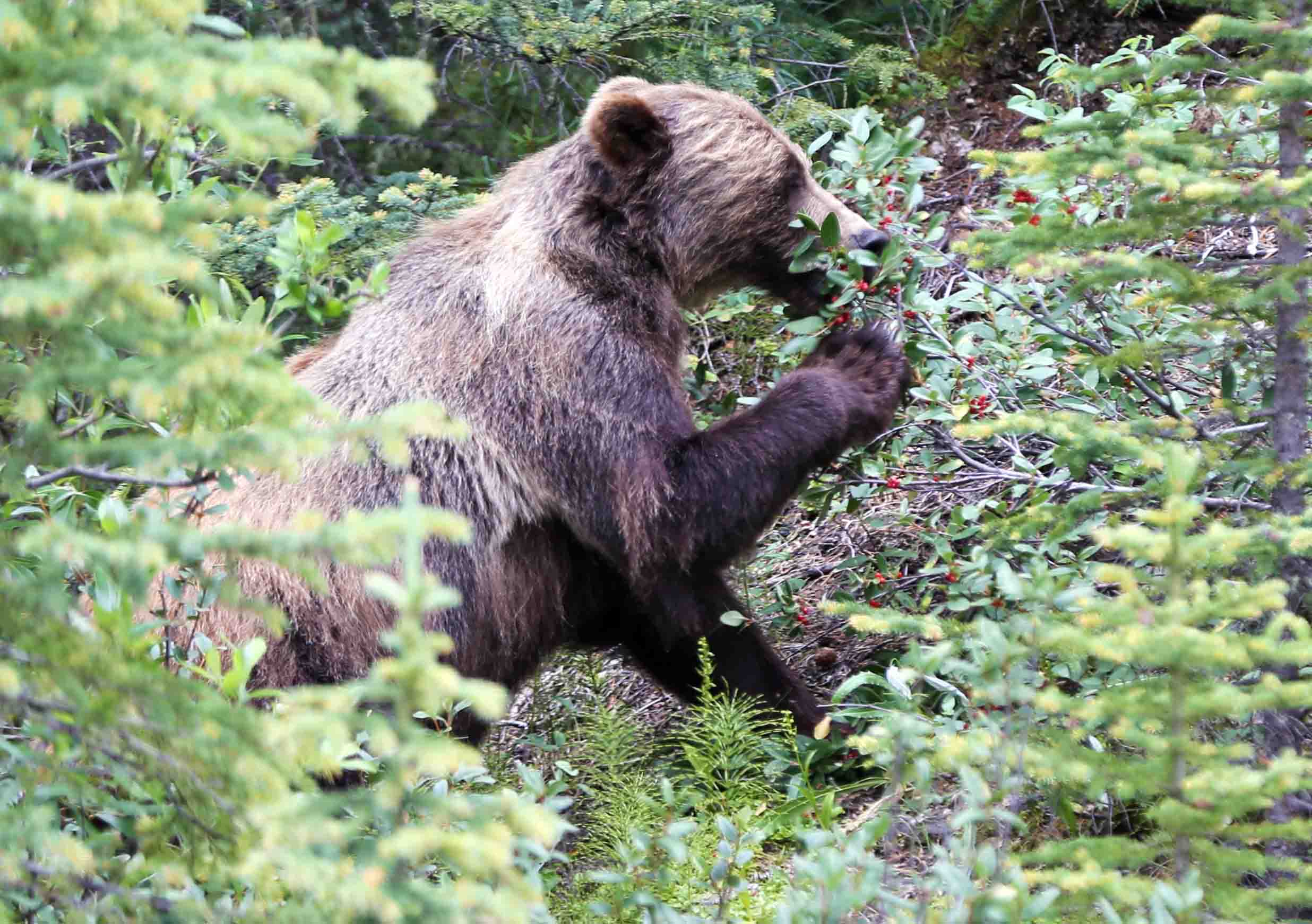 A bear warning is in effect for a trail in Kananaskis Country after a grizzly bluff charged a hiker. Alberta Parks issued the warning on July 8 for the Bill Milne Trail between Wedge Pond and Mt. Allan Drive. File Photo / Discover Airdrie 