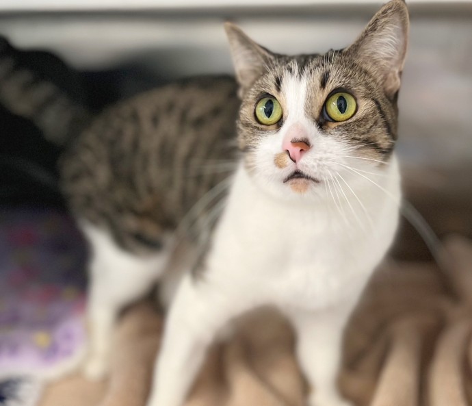 Jiggy cute cat adorable adoptables 