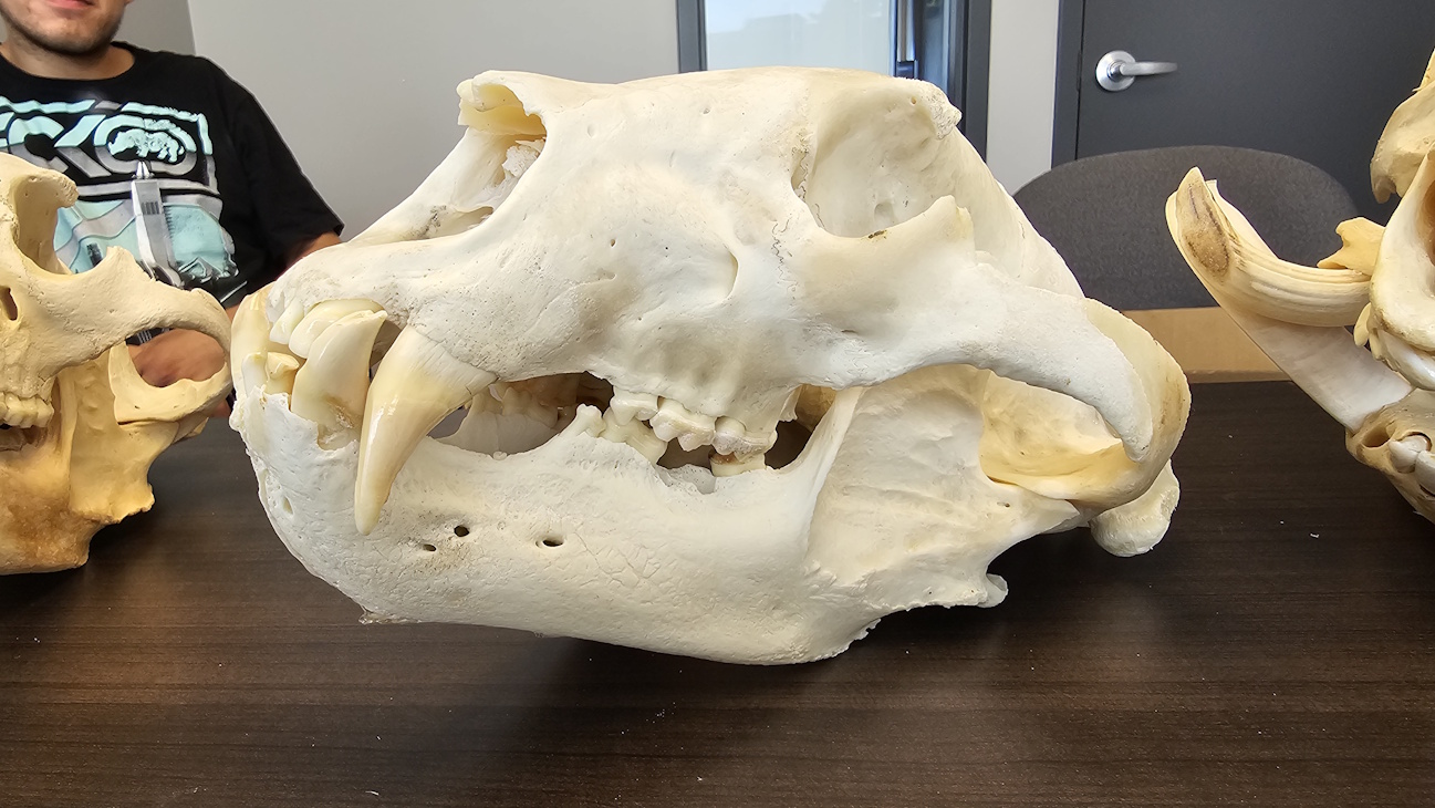 a large bear skull