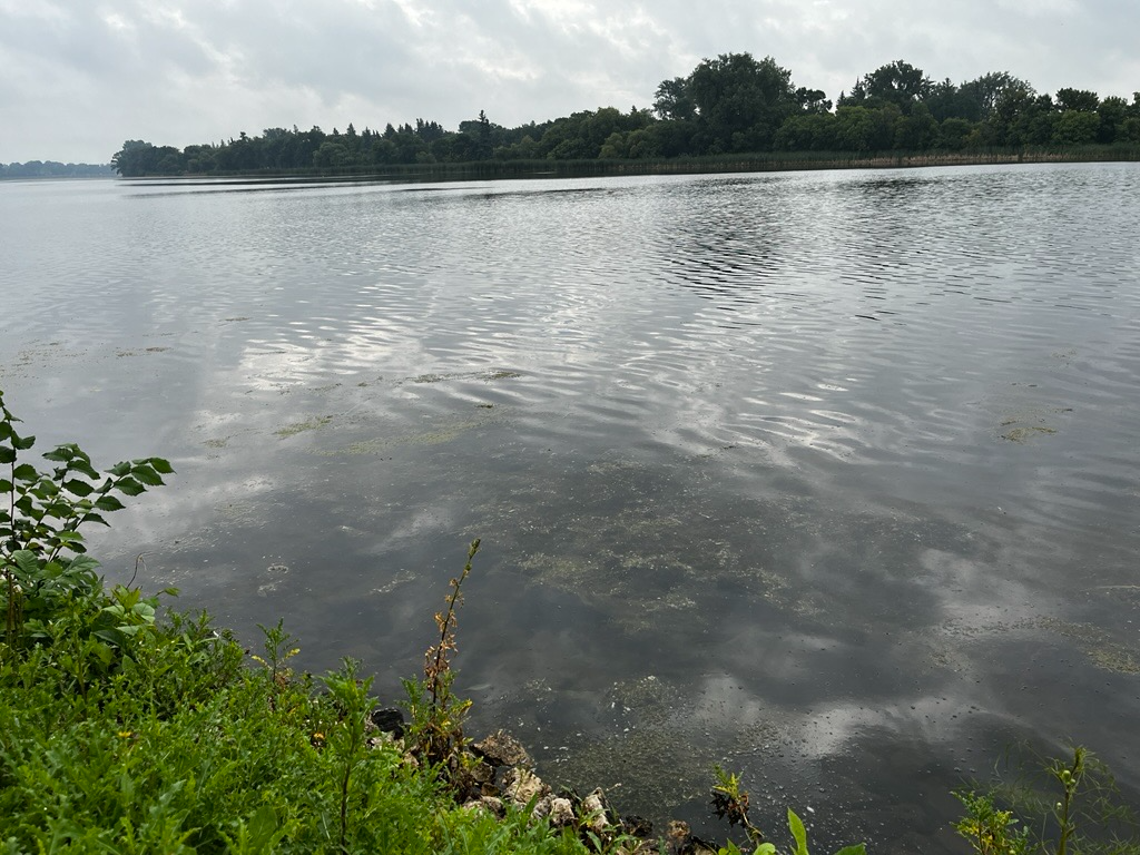 Lake weeds