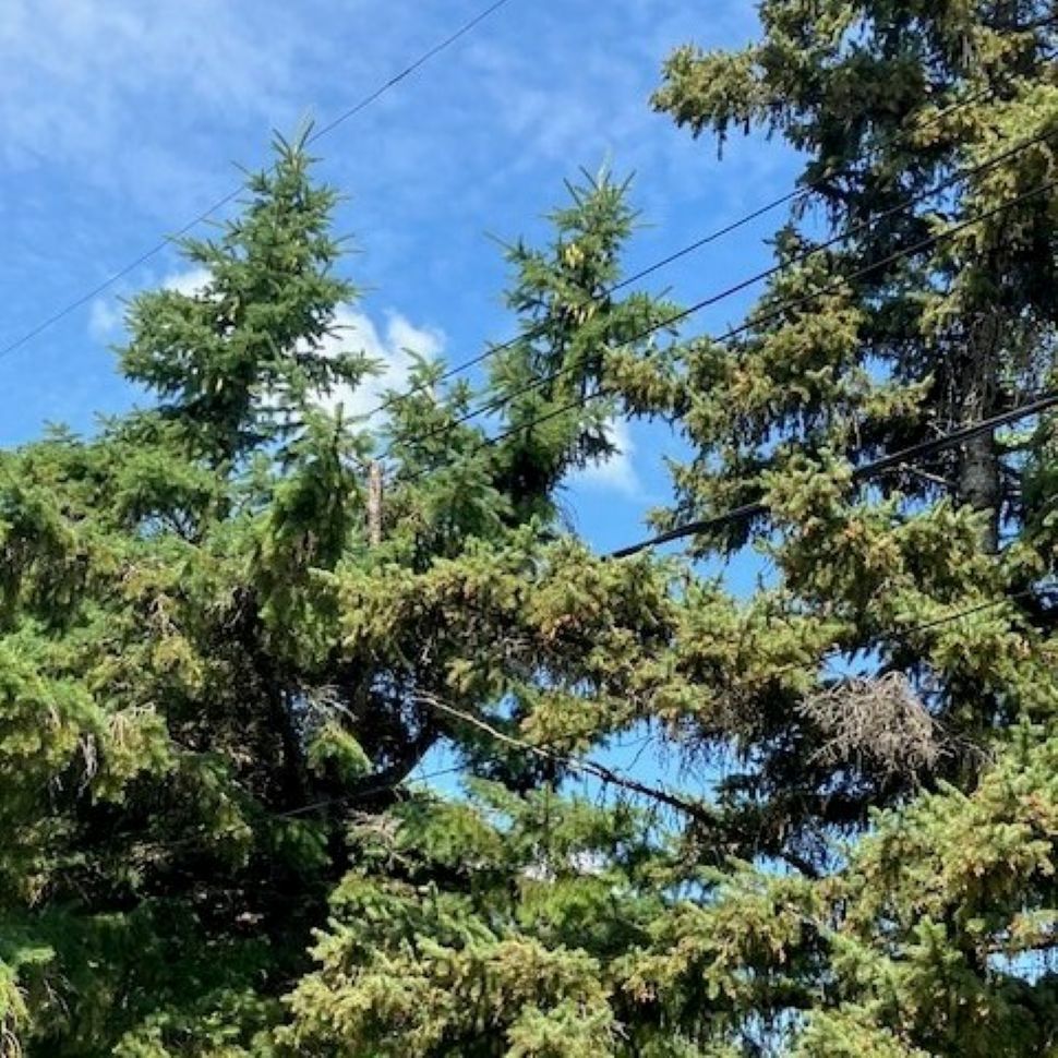 trees growing up near hydro lines