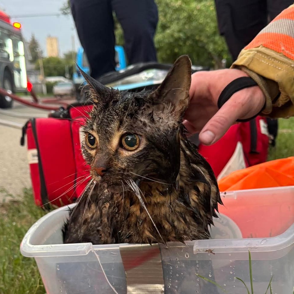 Oscar the cat is expected to fully recover after his rescue by MJFD first responders