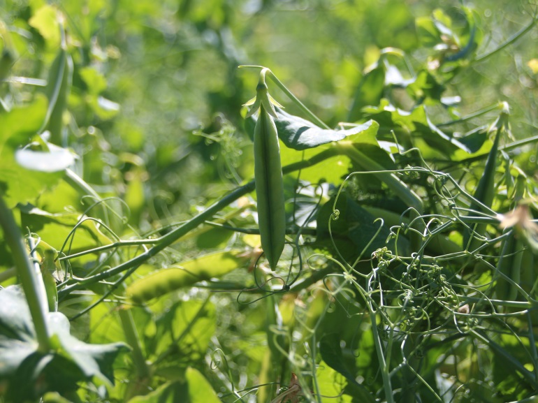 PEAS IN FIELD