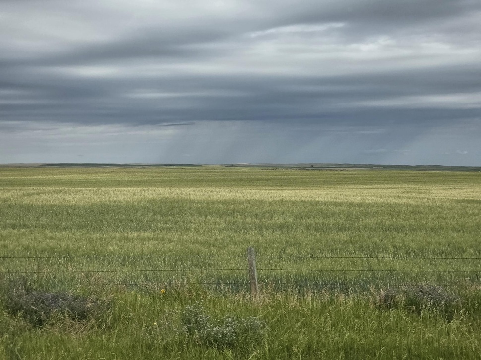 Rain falls over fields south of Maple Creek. (photo by Hayden Michaels)