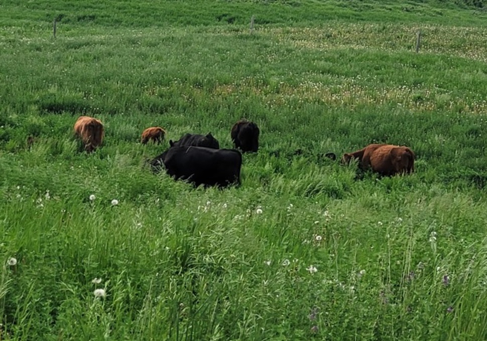 A group of black and brown cows grazing in a lush, green field filled with tall grass and wildflowers, with more green fields visible in the background.