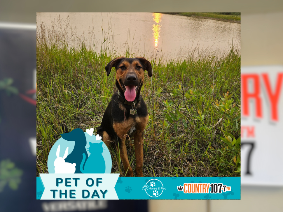 Congratulations to the latest Pet of the Day winner - Ranger the dog, photo submitted by Desiree