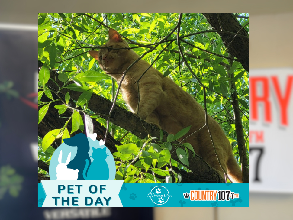 Congratulations to today's Pet of the Day winner, Monty the cat!