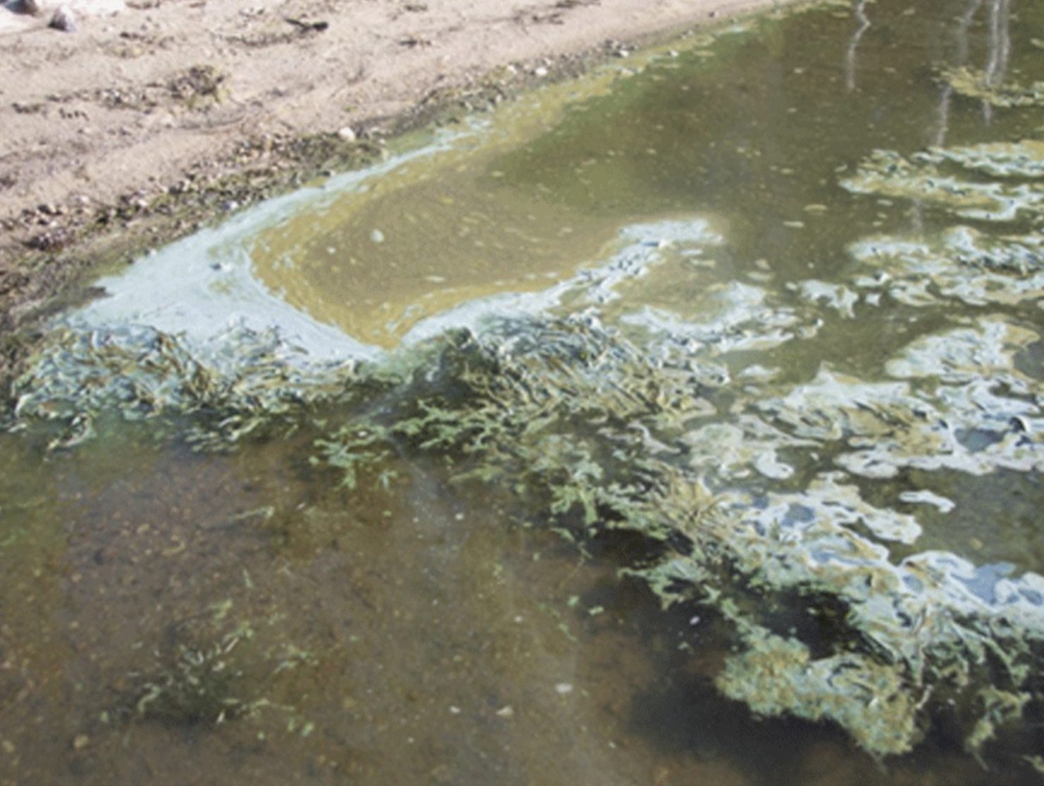 blue green algae