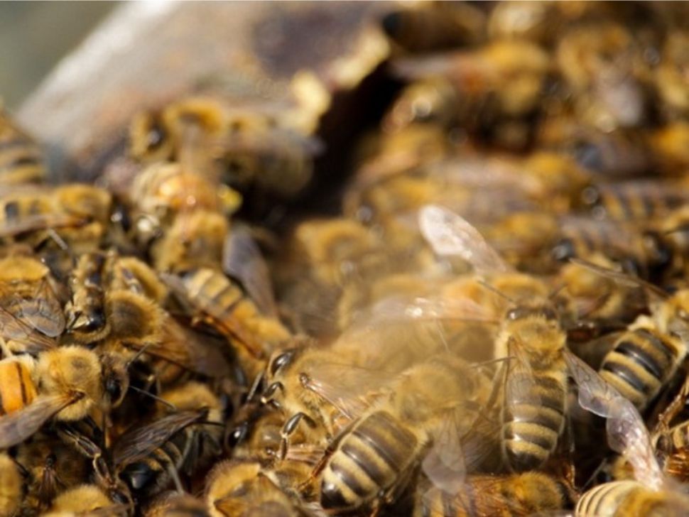 Honey bees from Manitoba. 