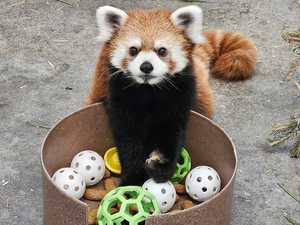 Sachi playing with balls