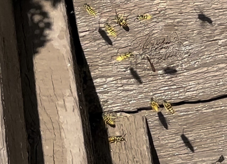 Yellow jackets become more active in late summer and are often found foraging around decks and patios. File photo/PortageOnline