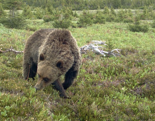 bear mountains alberta Kananaskis warning grizzly