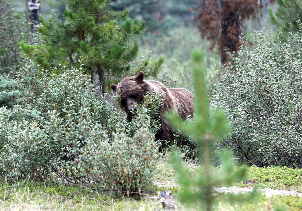 A grizzly bear behind some green bushes