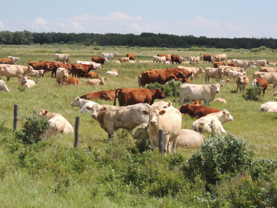 CATTLE