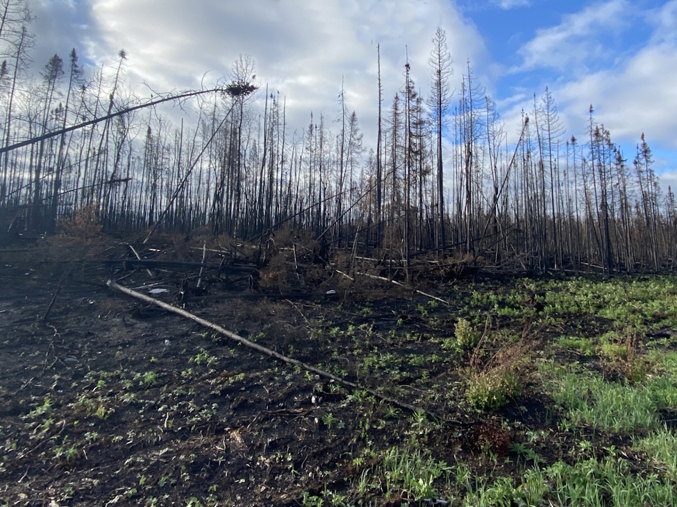 A burnt forest