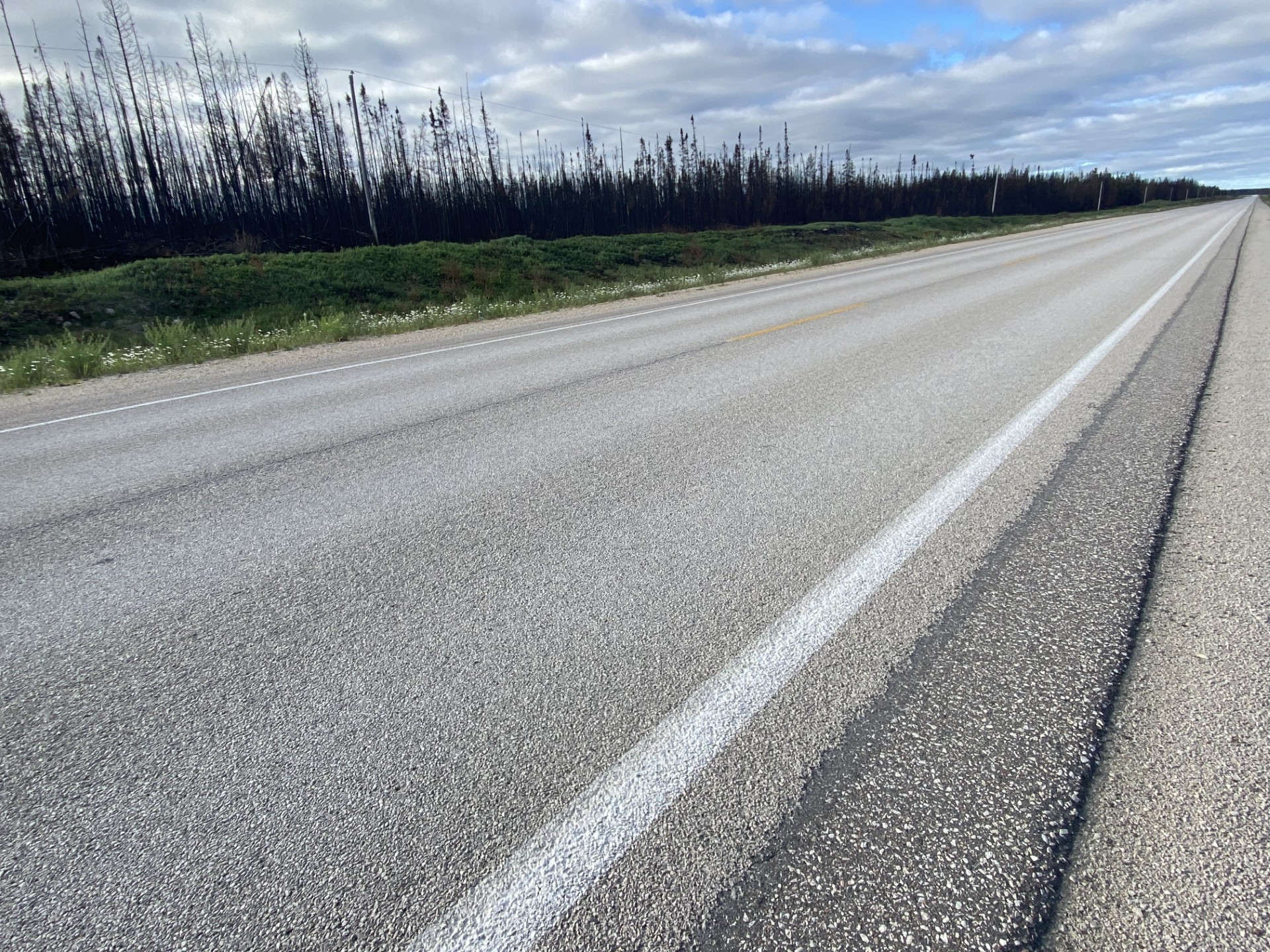 burnt forest on the side of the highway