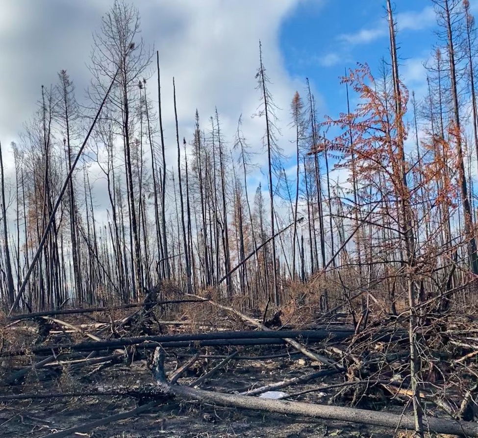a burnt forest