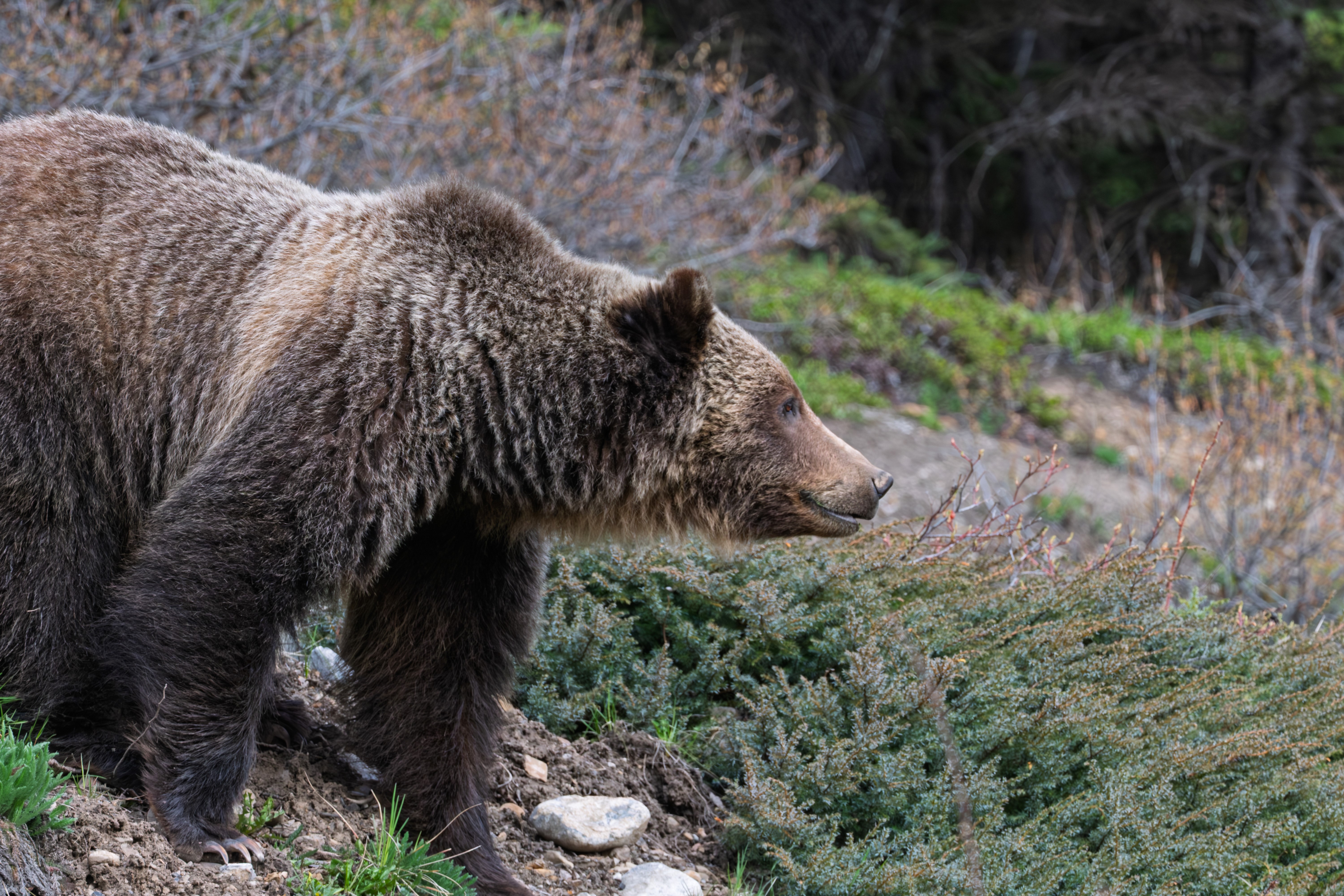 Grizzly bear in Kananaskis Photo Credit Mike Reece