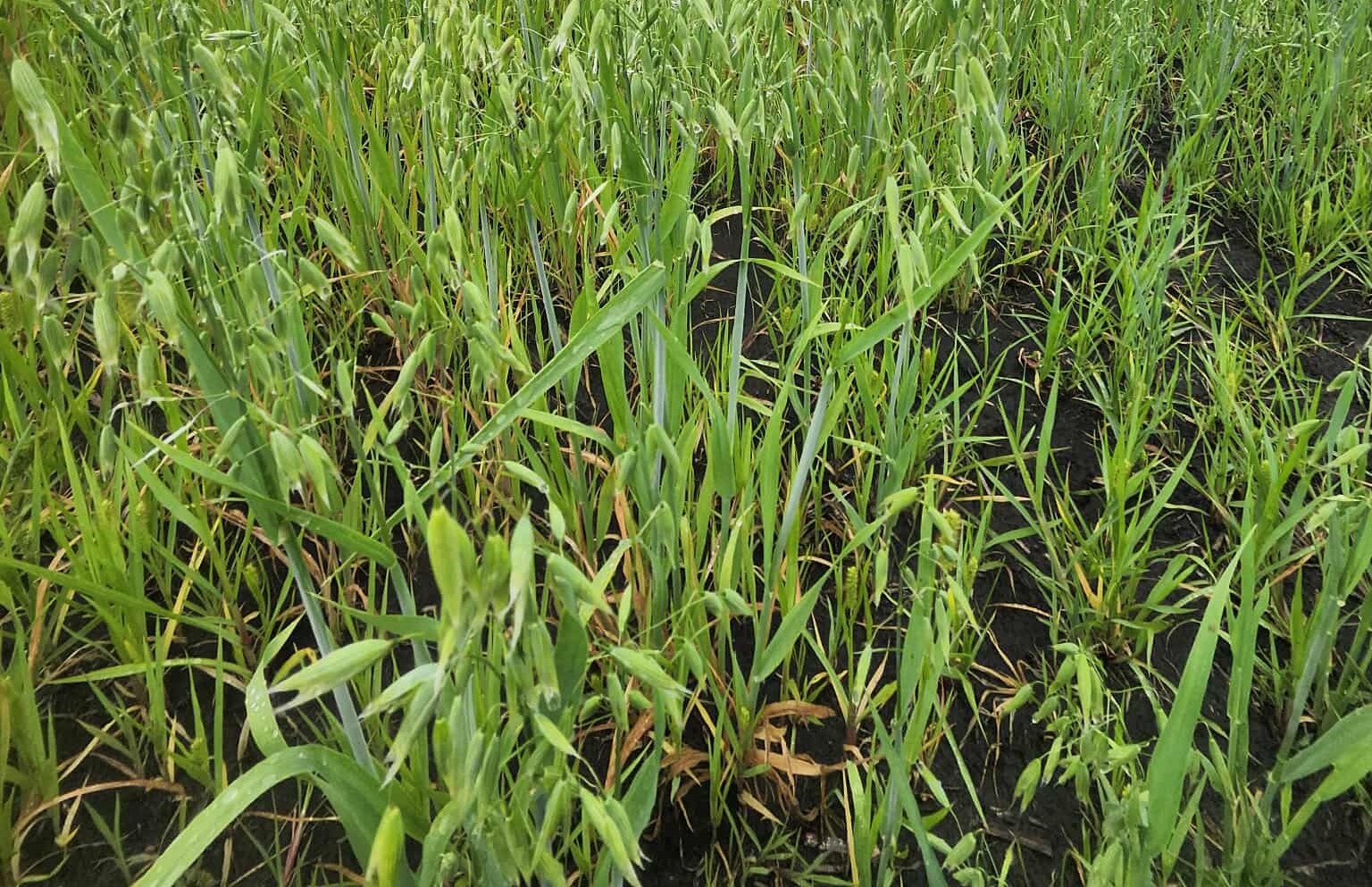 Lorne Hulme's oats field with 