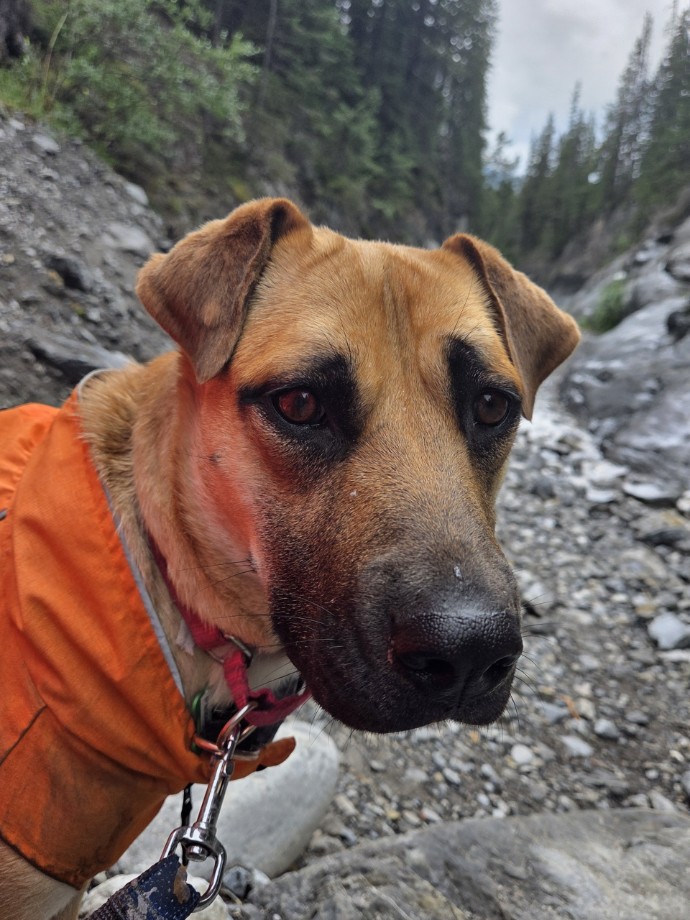 pancakes dog cute adopt cochrane humane society
