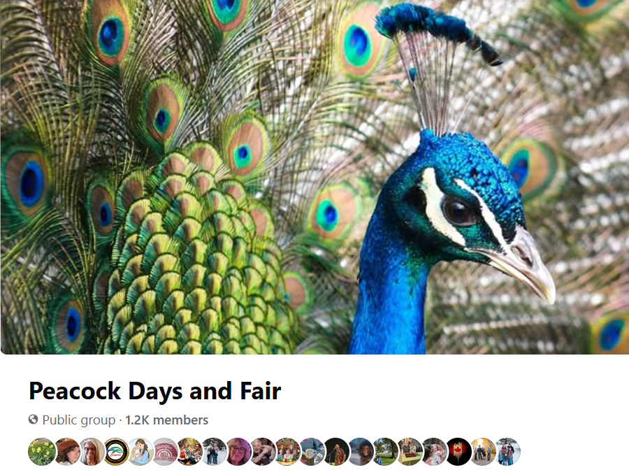 a photo of a peacock with the title:  Peacock Days and Fair
