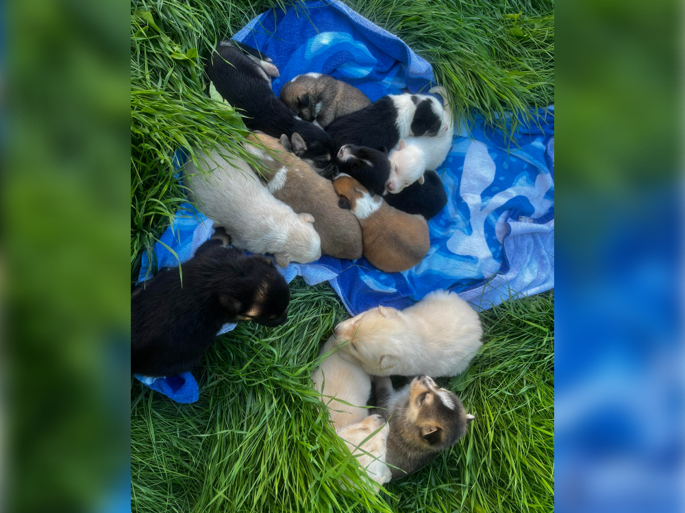 A group of puppies recently taken in by Pound Rescue.
