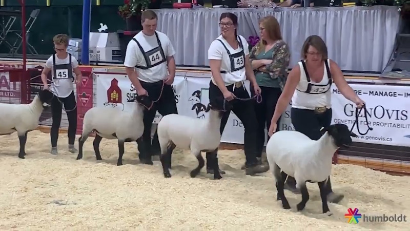 sheep show