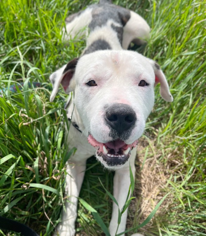 titan dog puppy humane society cochrane