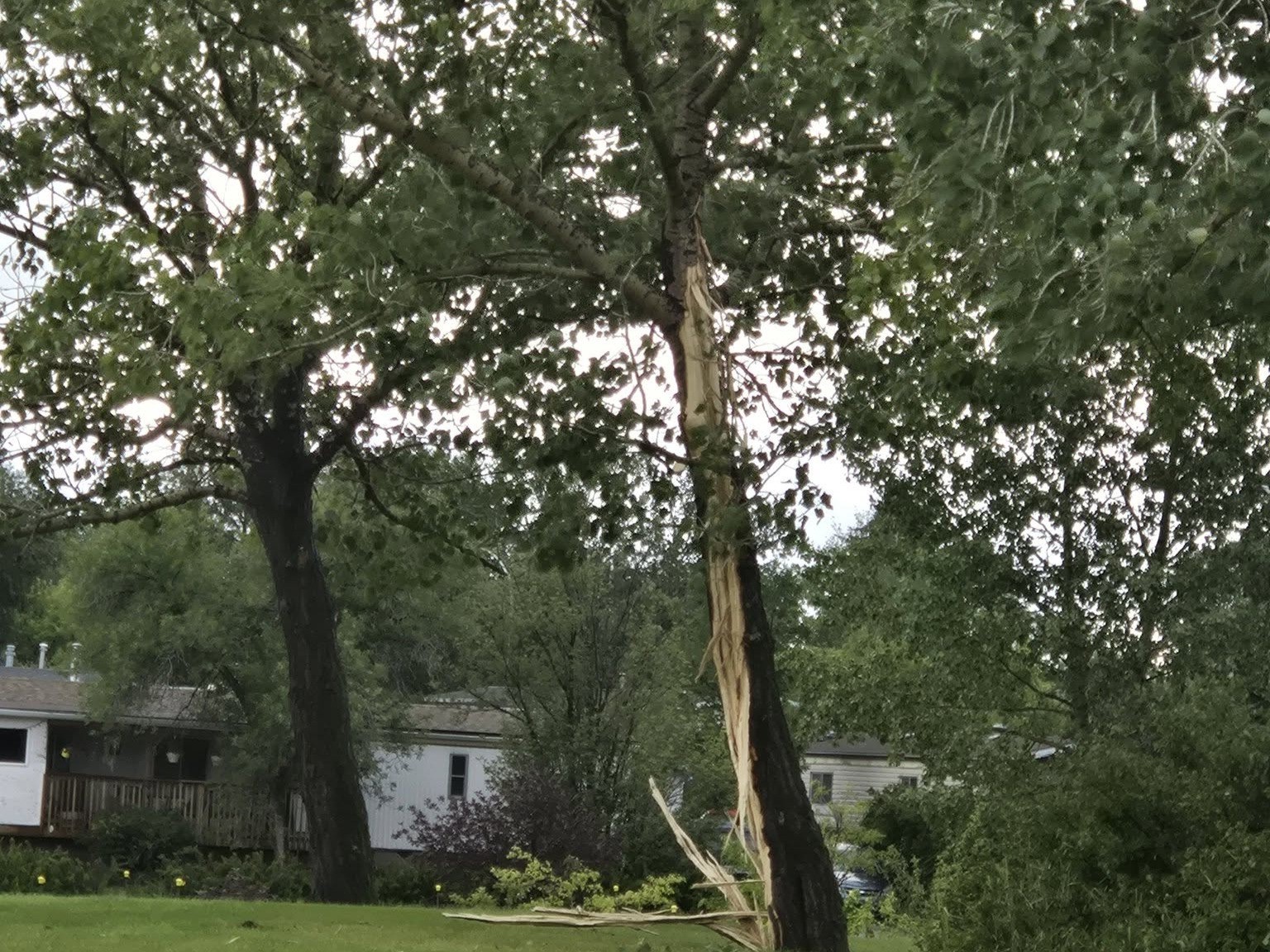 A tree is damaged after a storm in Airdrie