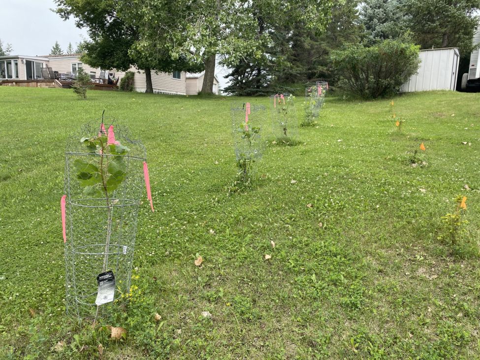 young trees that have been planted