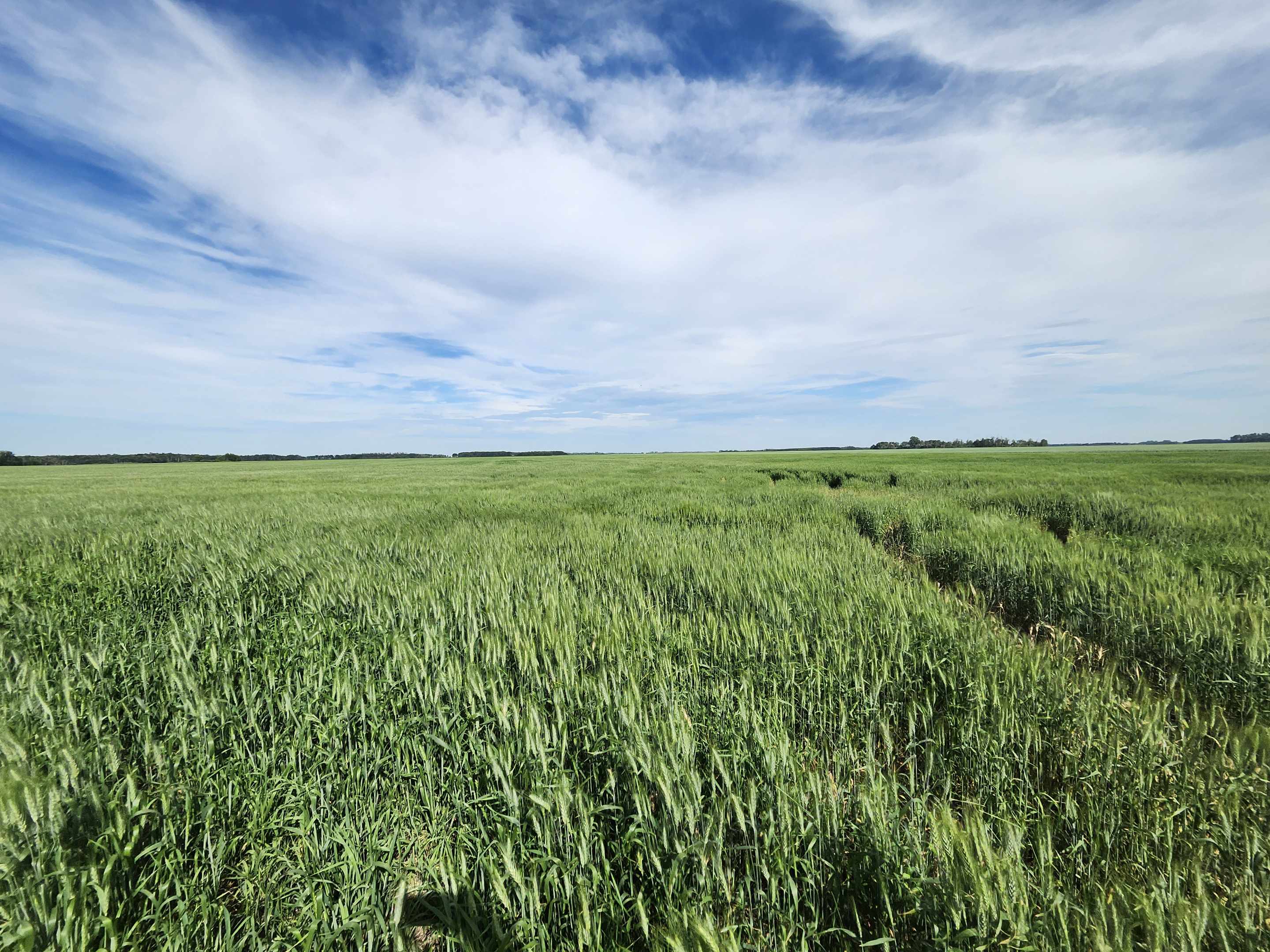 Wheat at Hulme Agra Products