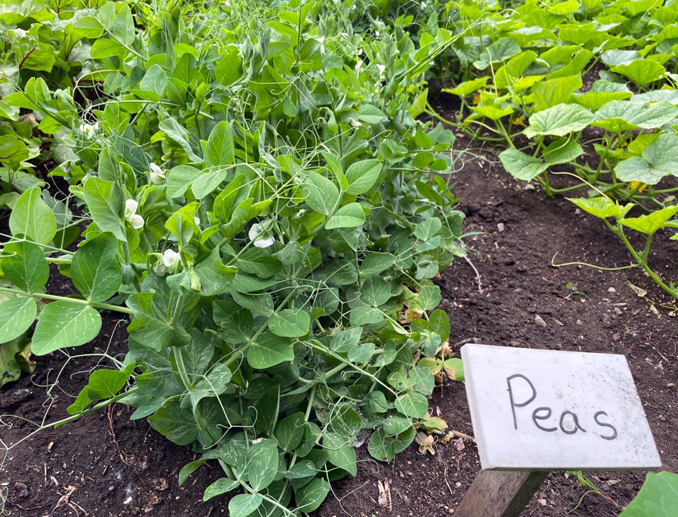 A row of green pea plants with some small white flowers on the plants. There is a sign that says Peas.