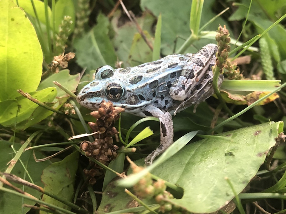 A light blue frog with black spots on green leaves and green grass.