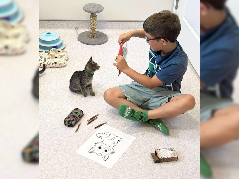 A regular SAAR visitor, Brady, colouring with the kittens