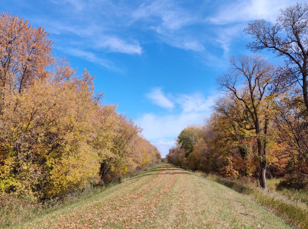 Lemay Forest. (Source: Save Lemay Forest)