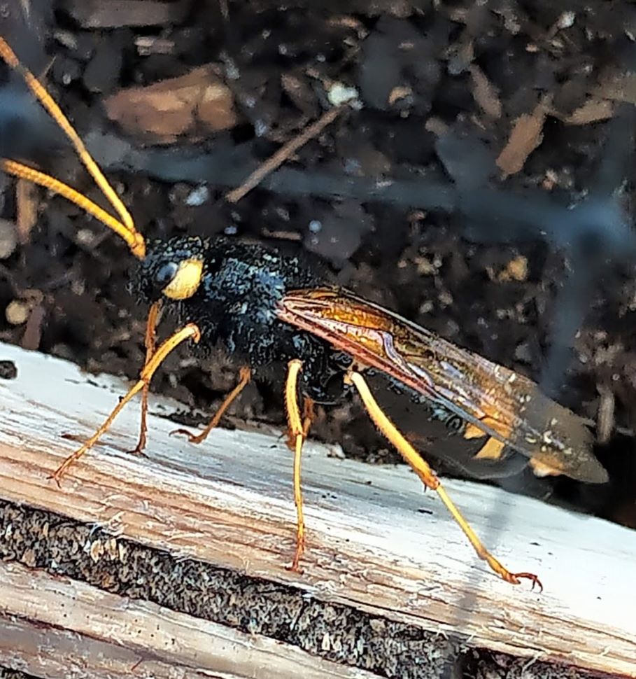 A 'wood wasp' or horntail, posted in MJ Talks. These false wasps are harmless to people (Garnet Peterson/Facebook)