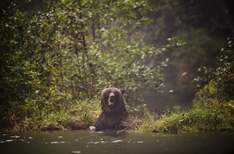 A Grizzly bear searches for food as he fishes in Khutze Inlet near Princess Royal Island, B.C. Sept, 19, 2013. THE CANADIAN PRESS/Jonathan Hayward
