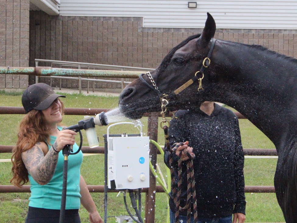 a girl is giving a horse a drink