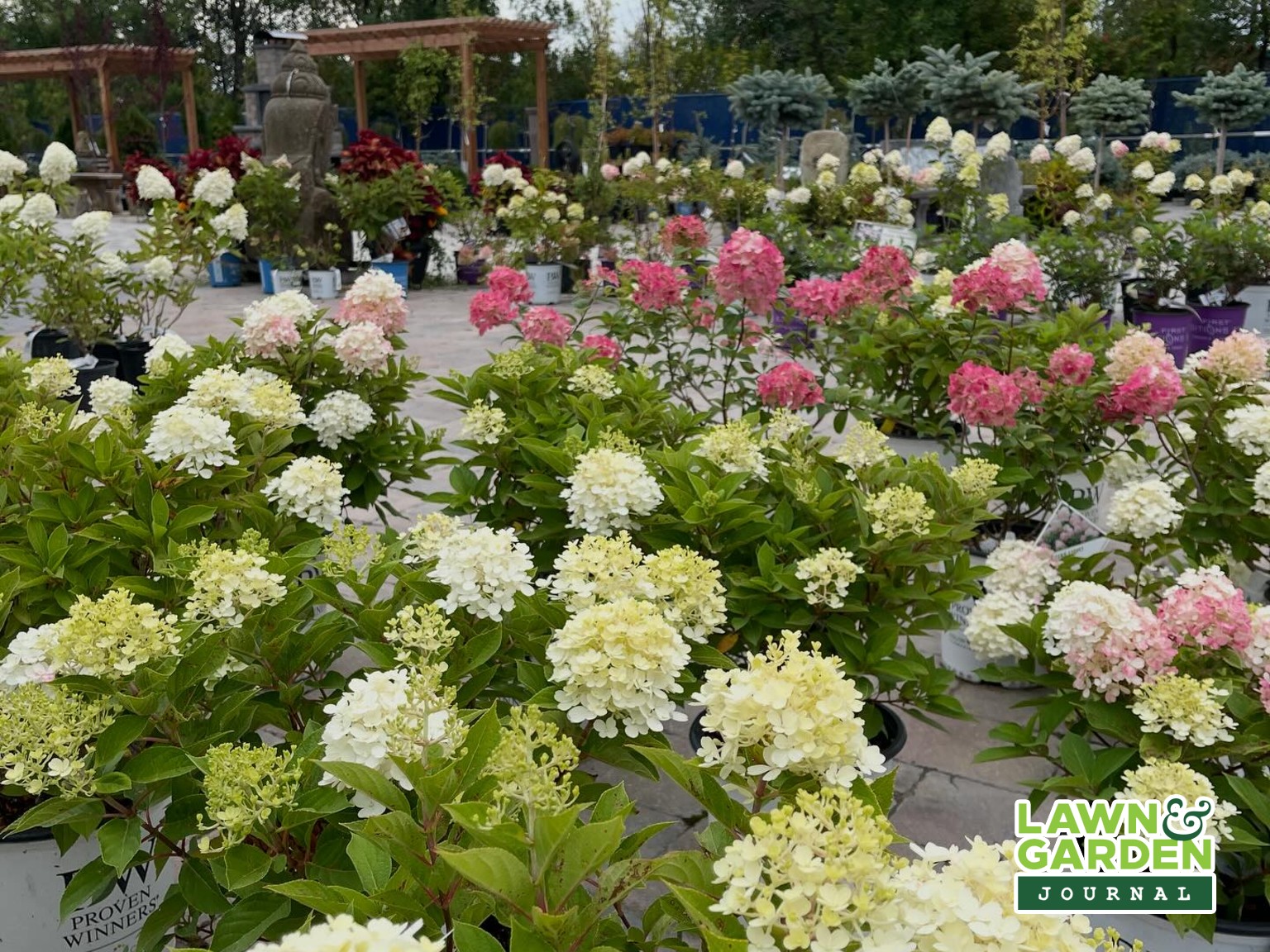 Hydrangeas from St. Mary's Nursery and Garden Centre