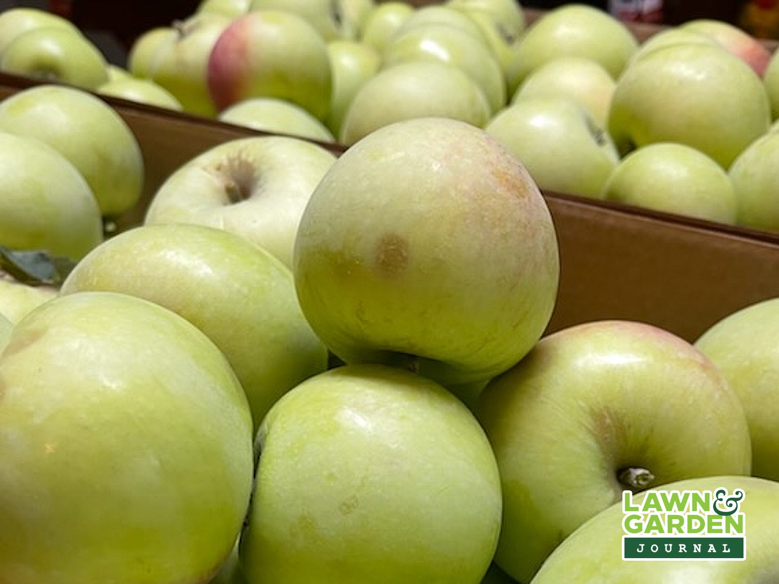Apples handpicked by Lawn and Garden Journal host Carla Hrycyna