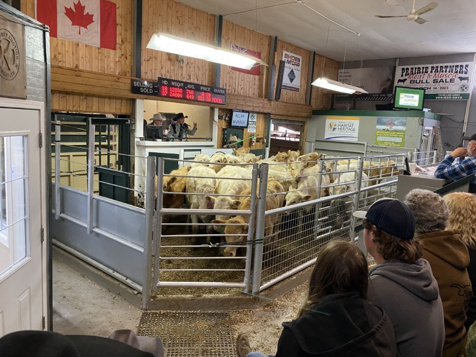 an auction ring for cattle sales