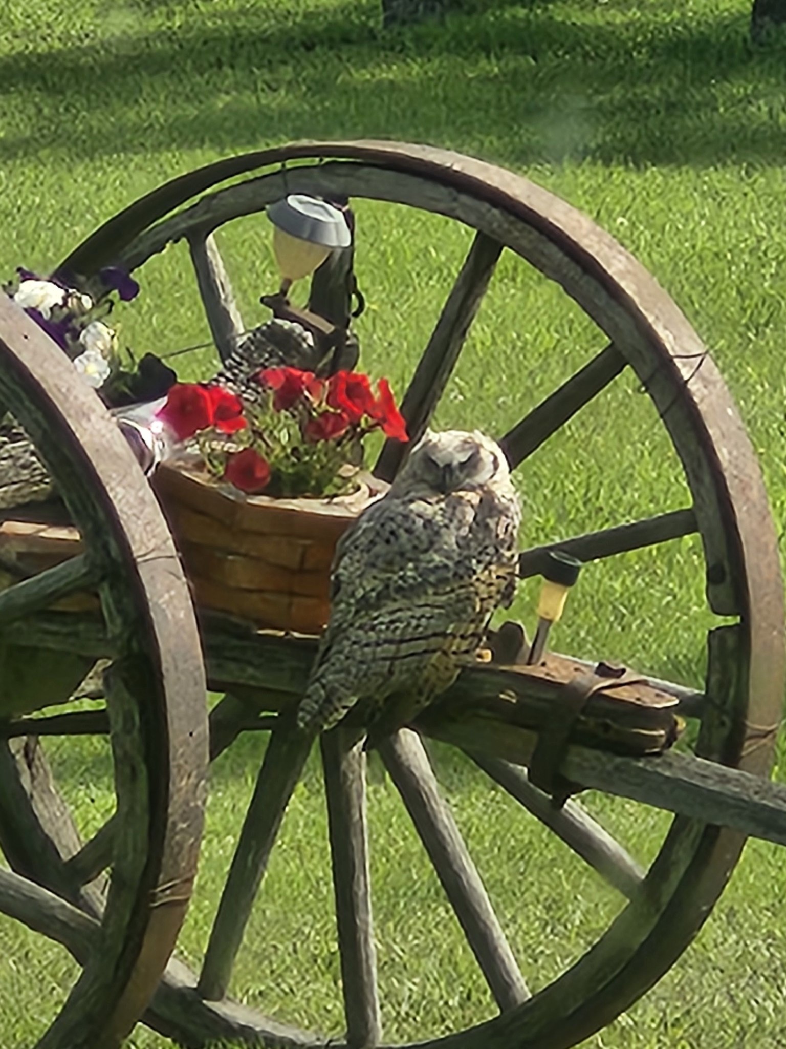 Celebrate Summer 2025, wildlife