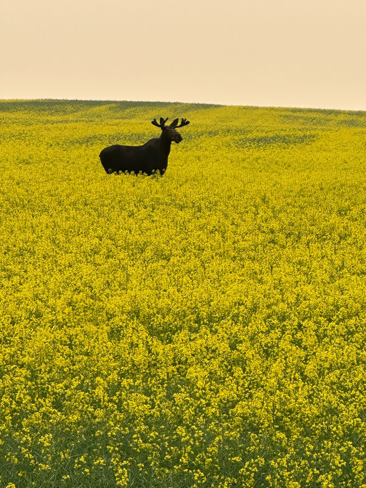 Celebrate Summer 2025, wildlife