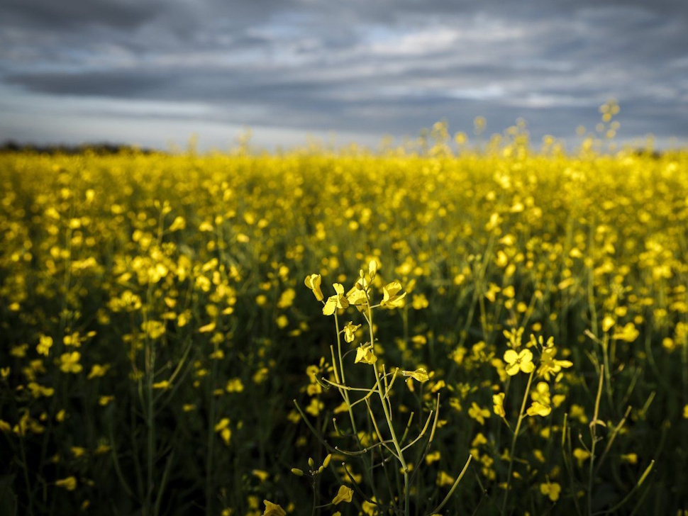 Canola plants bloom in a pasture on a farm near Cremona, Alta., Friday, July 18, 2025. THE CANADIAN PRESS/Jeff McIntosh