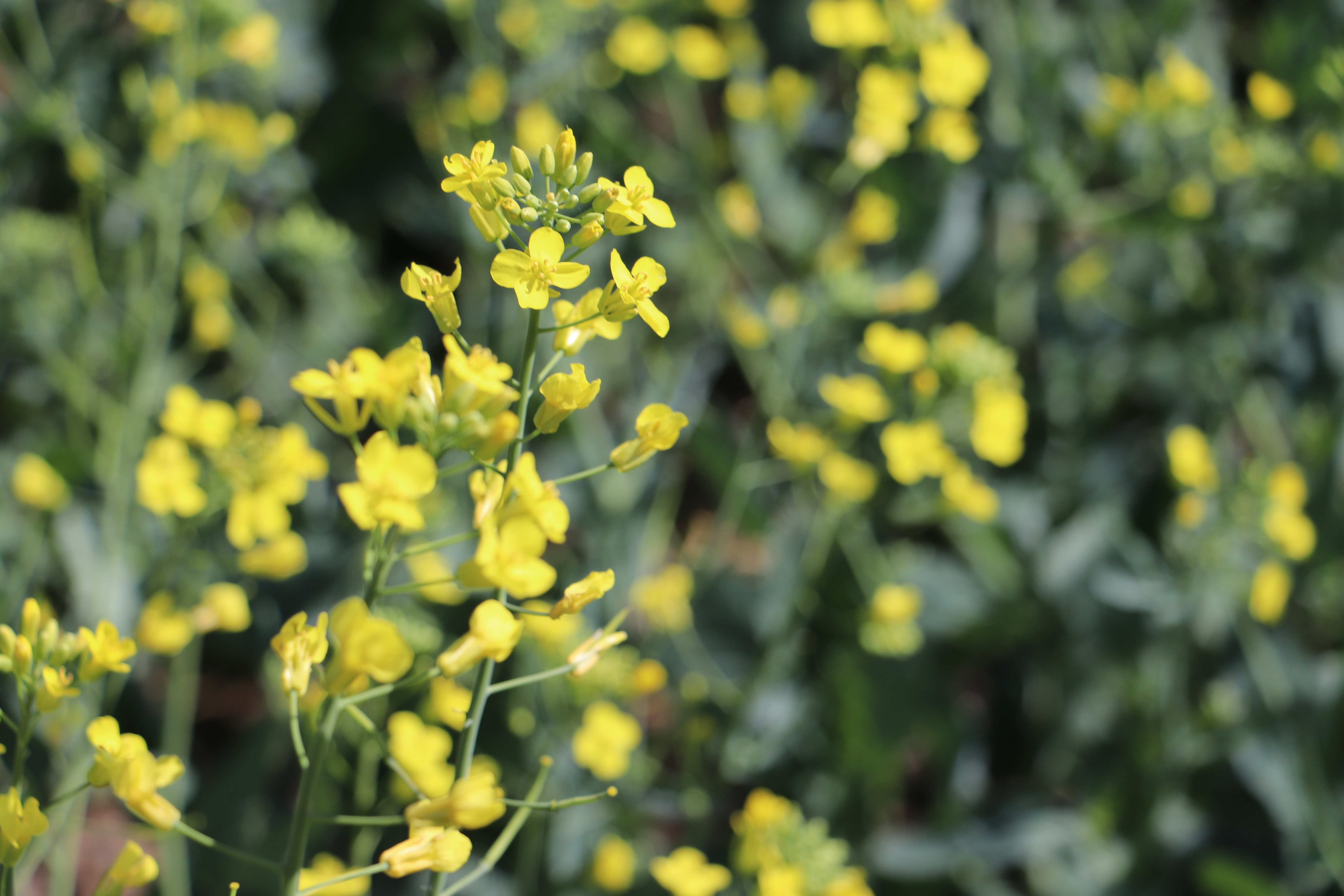 closeup of canola flower