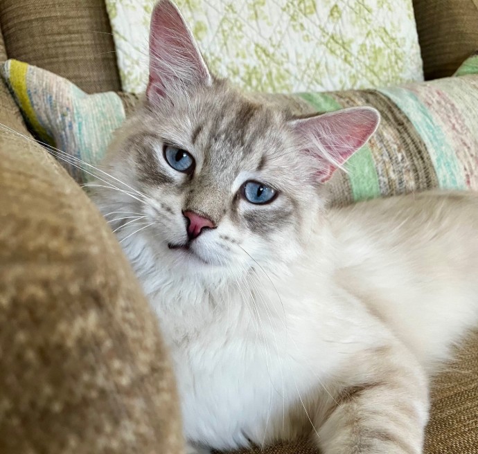 Cat cute long hair chili pepper cochrane humane