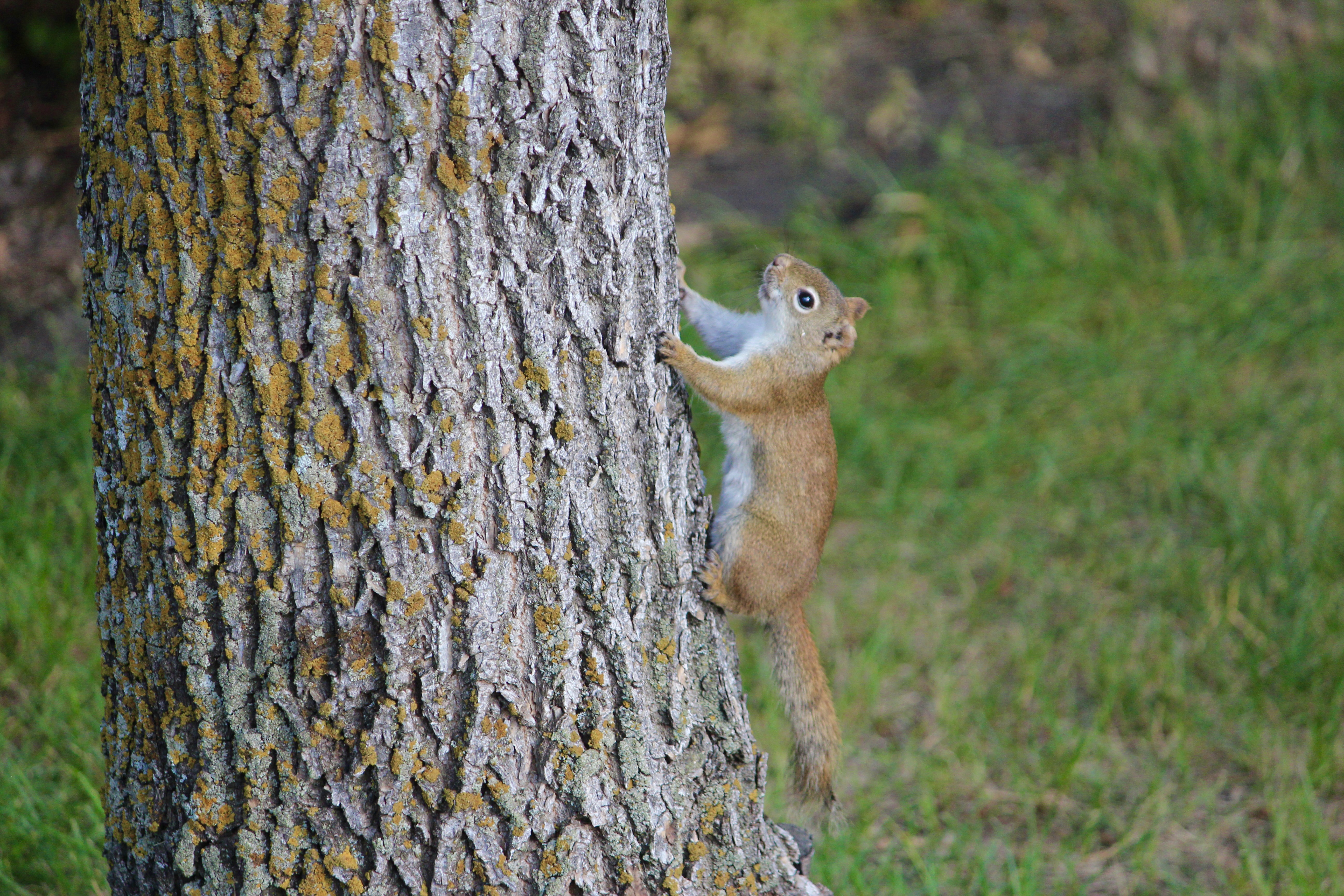 Celebrate Summer 2025, wildlife